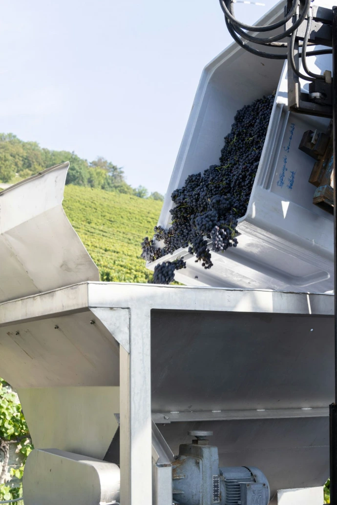 A bunch of grapes being loaded onto a truck